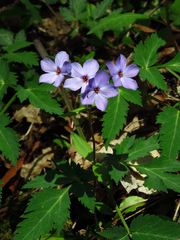 Phlox stolonifera