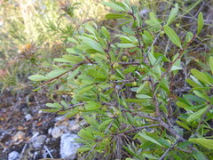 Rhamnus oleoides