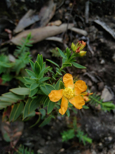 Hypericum ruscoides (Hypericum ruscoides)