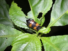 Nicrophorus quadripunctatus