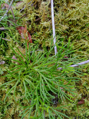 Diphasiastrum thyoides