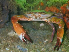 Charybdis hellerii