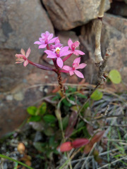 Epidendrum arachnoglossum