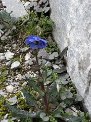 Meconopsis rudis