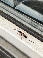 Xoridinae