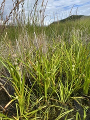 Sparganium rothertii