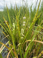 Sparganium rothertii