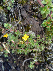 Chaetolepis microphylla