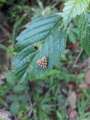 Hemerophila albertiana