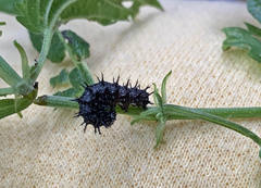 Vanessa atalanta