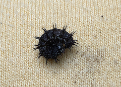 Vanessa atalanta