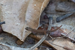 Chatogekko amazonicus