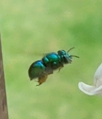 Euglossa