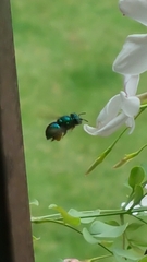 Euglossa
