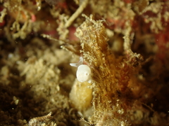 Colpodaspis pusilla