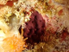 Chelonaplysilla noevus