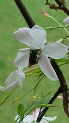 Euglossa