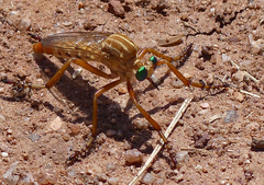 Diogmites angustipennis