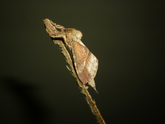 Schaefferiana epigramma