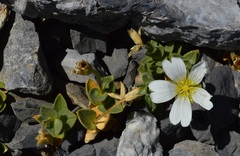 Cerastium uniflorum