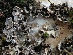 Peltigera monticola