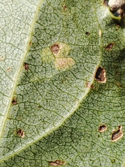 Stigmella trimaculella