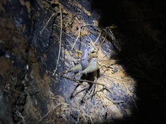 Diestrammena robusta