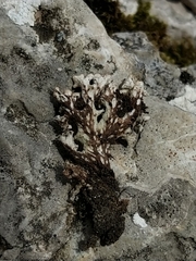 Peltigera monticola