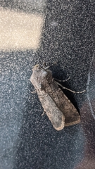 Agrotis segetum