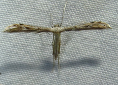 Pselnophorus