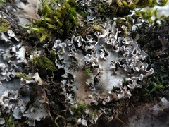 Peltigera monticola