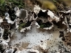 Peltigera monticola