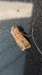 Agrotis segetum