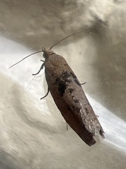 Epinotia brunnichana