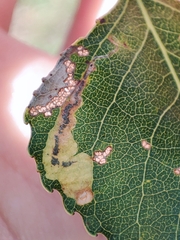 Stigmella trimaculella