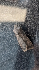 Agrotis segetum