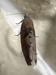 Epinotia brunnichana