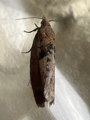 Epinotia brunnichana