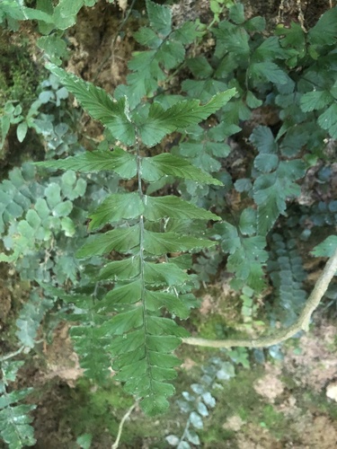 Lindsaea javanensis iNat (2)