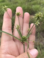 Cyperus grayioides