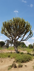 Euphorbia candelabrum