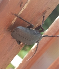 Prionus coriarius