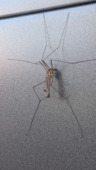 Nephrotoma appendiculata