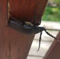 Prionus coriarius