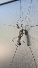 Nephrotoma appendiculata