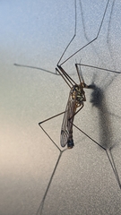 Nephrotoma appendiculata