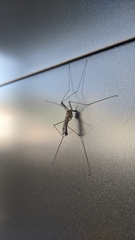 Nephrotoma appendiculata