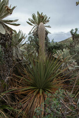 Puya hamata