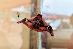 Holocerina occidentalis