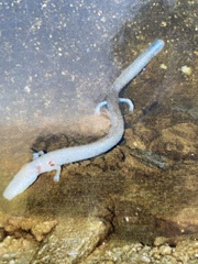Proteus anguinus